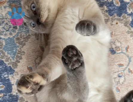 British Shorthair 1 Yaşında Eş Arıyor