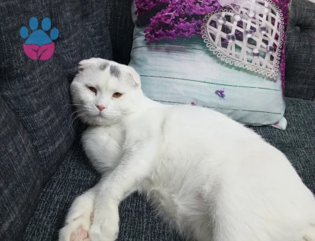 Oğlumuz Vegas için eş arıyoruz