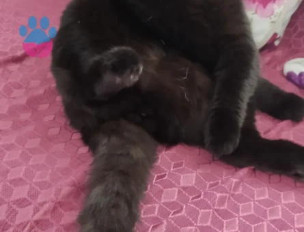 1 Yaşında Erkek Scottish Fold Eş Arıyor