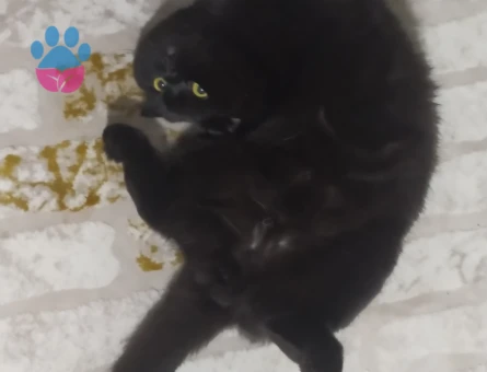 1 Yaşında Erkek Scottish Fold Eş Arıyor