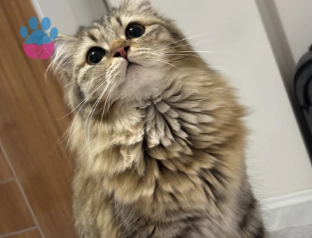 1 yaşındaki kızıma eş arıyorum