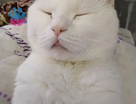 Scottish fold erkek kedime eş arıyorum