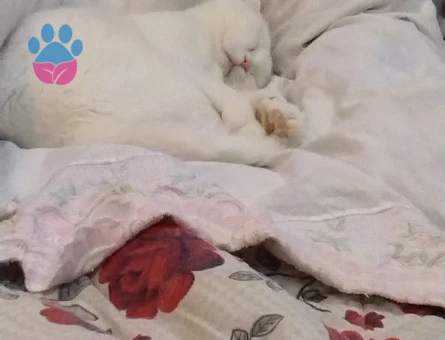 Scottish fold erkek kedime eş arıyorum