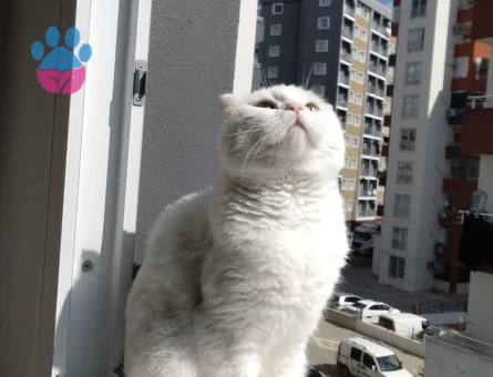 Scottish fold erkek kedime eş arıyorum