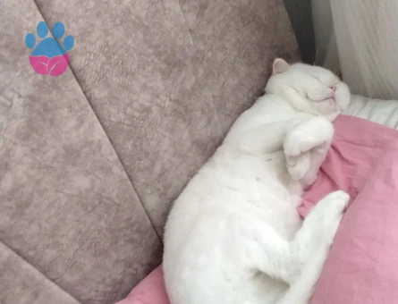 Scottish fold erkek kedime eş arıyorum