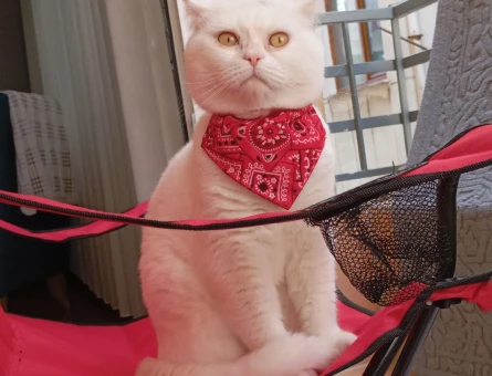 1 yaşında British erkek kedi - 118978481