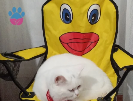 1 yaşında British erkek kedi