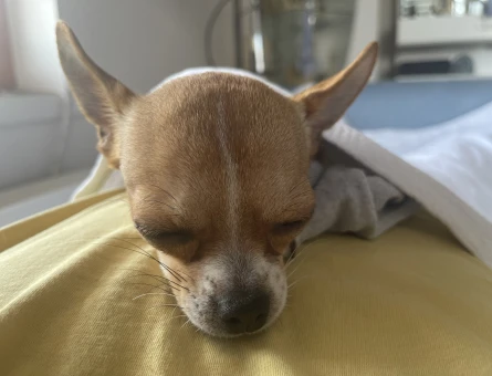 Dişi chihuahua teacup - 118978483
