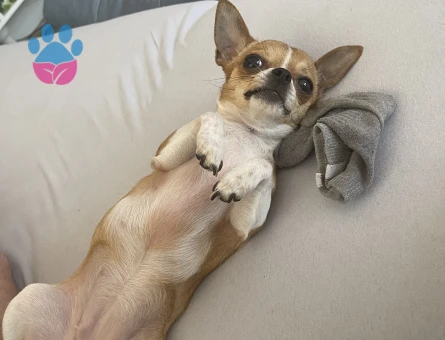 Dişi chihuahua teacup