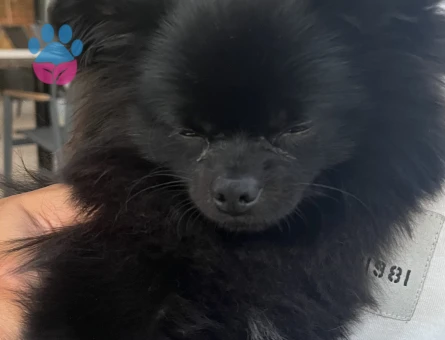 Babi için eş arıyoruz