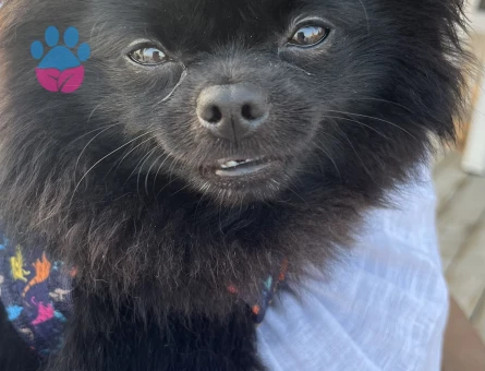 Babi için eş arıyoruz