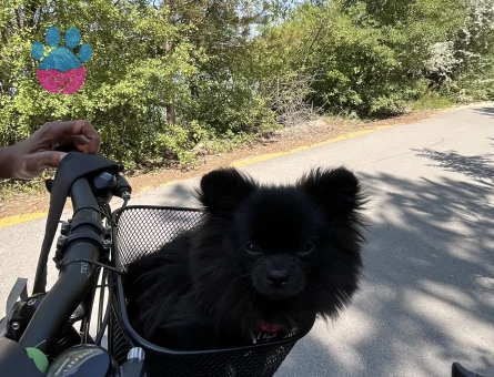 Babi için eş arıyoruz