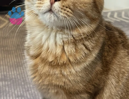 Tarçına dişi kedi arıyoruz