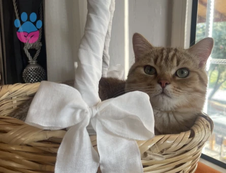 Tarçına dişi kedi arıyoruz