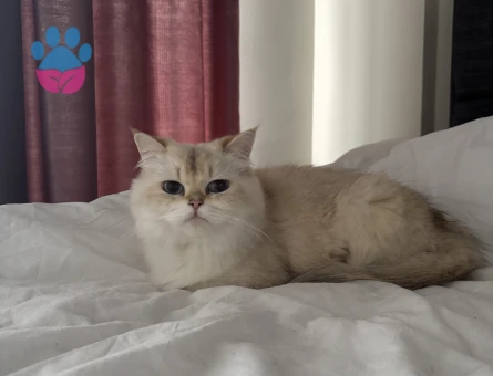 Dişi chincilla kedimize eş arıyoruz