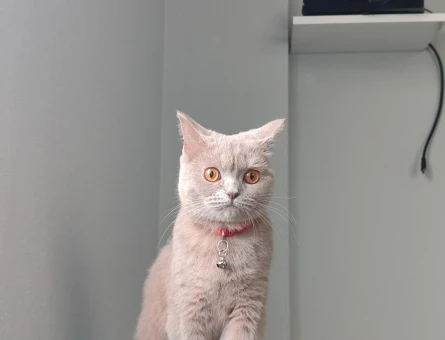 British Shorthair dişi kedime erkek eş arıyorum - 118984483