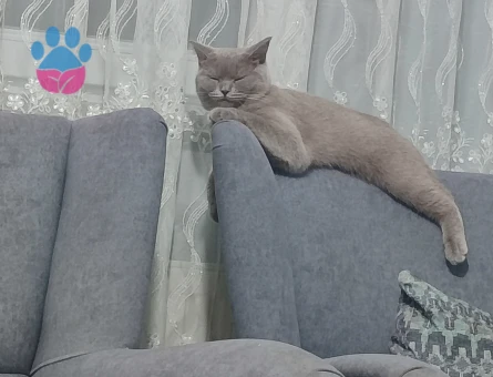 British Shorthair dişi kedime erkek eş arıyorum