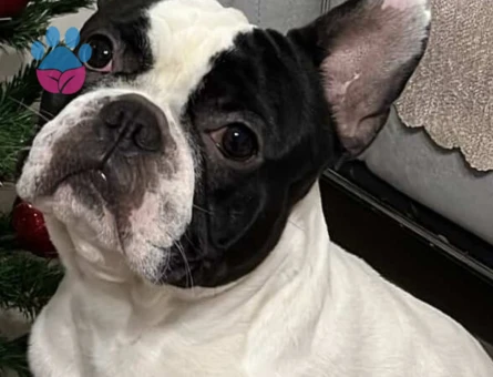 Frrench Bulldog Köpeğim Eş Arıyor