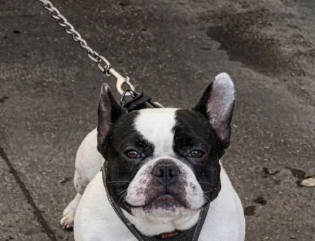 Frrench Bulldog Köpeğim Eş Arıyor - 118984484