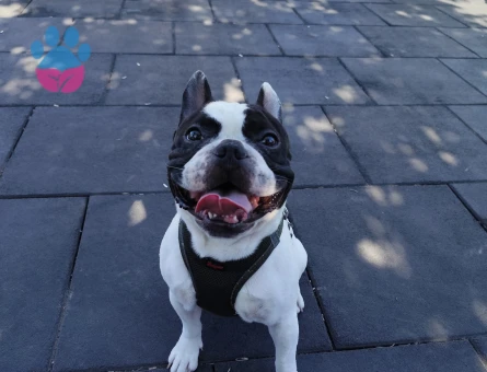 Frrench Bulldog Köpeğim Eş Arıyor