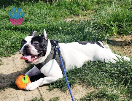Frrench Bulldog Köpeğim Eş Arıyor