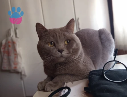 British Shorthair 2 Yaşında Aslan'a eş arıyoruz.