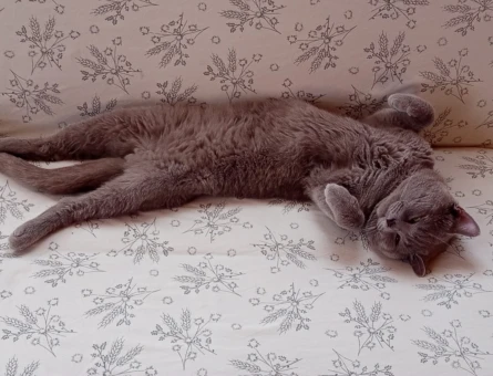 British Shorthair 1 Yaşında Aslan'a eş arıyoruz. - 118984485