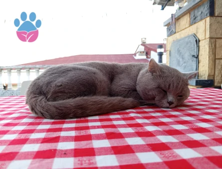 British Shorthair 2 Yaşında Aslan'a eş arıyoruz.