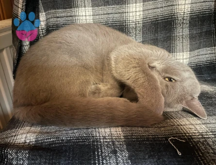 British Shorthair 2 Yaşında Aslan'a eş arıyoruz.