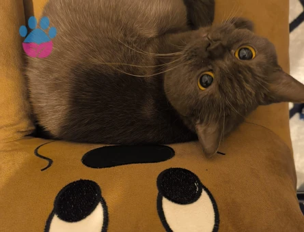 British Shorthair Kızıma Eş Arıyorum 1 Yaşında - 118984488
