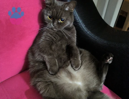 British Shorthair Kızıma Eş Arıyorum 1 Yaşında