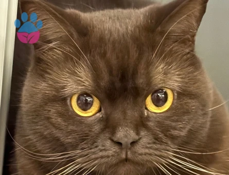 British Shorthair Kızıma Eş Arıyorum 1 Yaşında