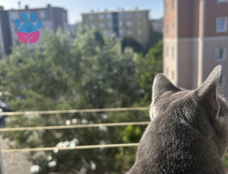 Fred oğlumuza güzel bir eş arıyoruz.