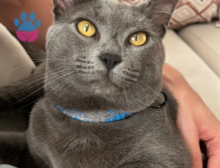 Fred oğlumuza güzel bir eş arıyoruz.