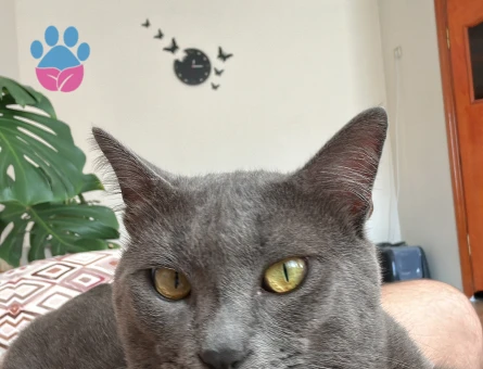 Fred oğlumuza güzel bir eş arıyoruz.