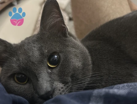 Fred oğlumuza güzel bir eş arıyoruz.