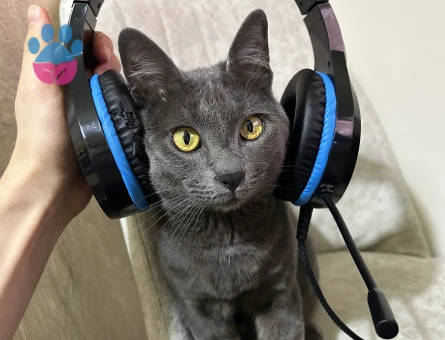 Fred oğlumuza güzel bir eş arıyoruz.