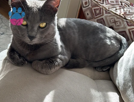 Fred oğlumuza güzel bir eş arıyoruz.