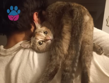 Tokyo | 2 Yaşında | Kızımıza yakışıklı damat arıyoruz