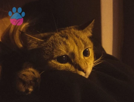 Tokyo | 2 Yaşında | Kızımıza yakışıklı damat arıyoruz