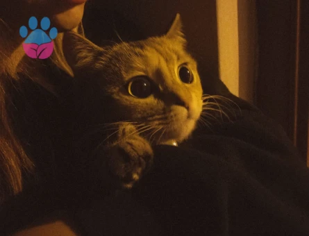 Tokyo | 2 Yaşında | Kızımıza yakışıklı damat arıyoruz