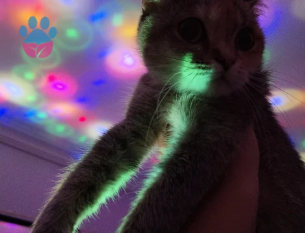 Tokyo | 2 Yaşında | Kızımıza yakışıklı damat arıyoruz