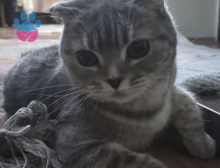 Scottish Fold Dişi Kedime Eş Arıyorum - 118984776