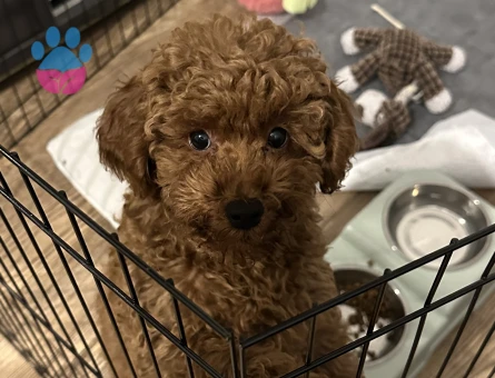 Toy Poodle 6 Kilo ODİN - 118984779