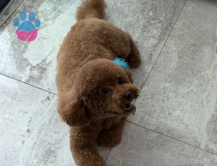 Toy Poodle 6 Kilo ODİN