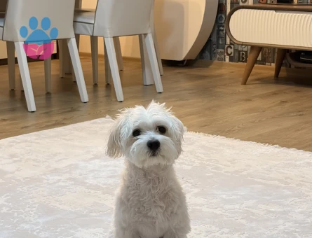 Maltese terrier 6 kilo Erkek Kızgınlıkta - 118984780
