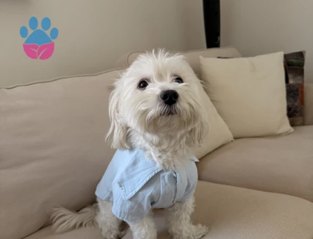 Maltese terrier 6 kilo Erkek Kızgınlıkta