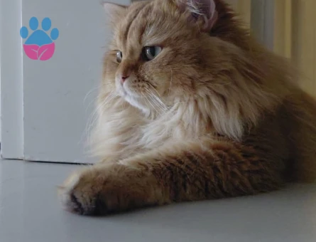 British Longhair  oğluma eş arıyorum - 118984781
