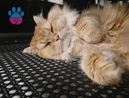 British Longhair  oğluma eş arıyorum