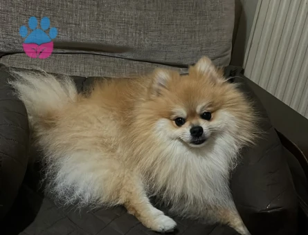 Dişi pomeranian aranıyor ciflestirmek için 3 kg